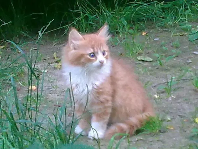 Vyshenka Tatariv